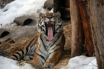 Siberian tiger in snow