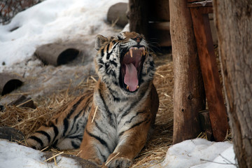 Siberian tiger in snow