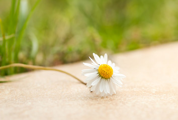 Fototapeta na wymiar White daisy flower at sunlight in springtime.
