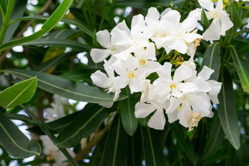 Obraz na płótnie Canvas Lovely blooming bright white oleander flowers with green leaves. Prolific large white Oleander shrub produces loads of fragrant white flowers contrasting with green leaves.