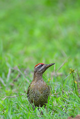 streak throated woodpecker on green land