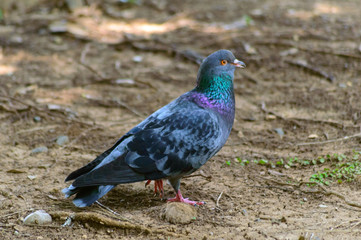 pigeon on the ground