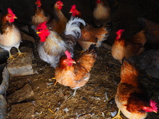 Gallinas y gallos de distintas razas en una granja