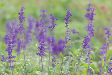Blooming Salvia flowers are growing on the wiald field. Floral background with violet flowers in misty blue tones with bokeh effect.