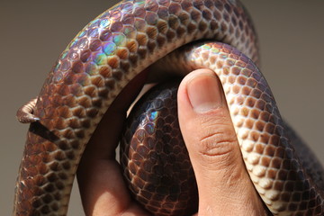 Xenopeltis unicolor is a non-venomous sunbeam snake species found in Southeast Asia and some...