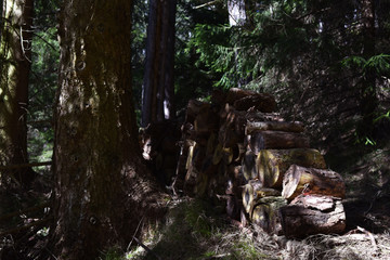 Holzstoß im Wald, geschnittenes Holz trocknet, Biomasse für nachhaltiges Heizen