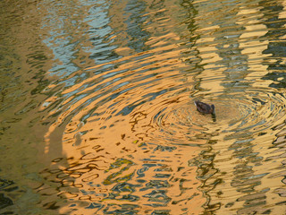 Pato feliz en el Rio Onyar