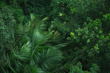 Earth Day concept with tropical forest background, natural sence with canopy tree in the wild