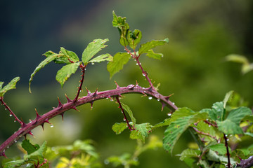 Thorn roses close-up. Drops of rain on a branch with leaves and sharp spikes on a blurred background. Garden plant with spiny stems, branches and green leaves.