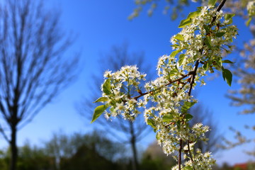 blossoming apple tree