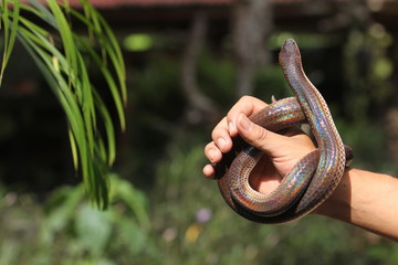 Xenopeltis unicolor is a non-venomous sunbeam snake species found in Southeast Asia and some...