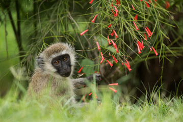 Vervet Monkey and red flowers