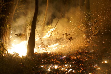 wildfire, forest fire, burning forest, field fire