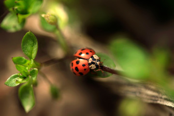 Fototapeta premium Red ladybug sitting on green leaf
