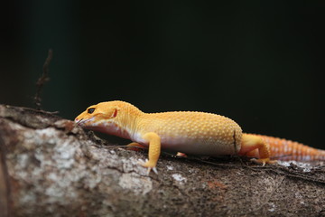 Obraz premium The common leopard gecko is a cathemeral, ground-dwelling lizard native to the rocky dry grassland and desert regions of Afghanistan, Pakistan, north-west India, and Iran.