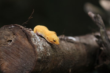 Obraz premium The common leopard gecko is a cathemeral, ground-dwelling lizard native to the rocky dry grassland and desert regions of Afghanistan, Pakistan, north-west India, and Iran.