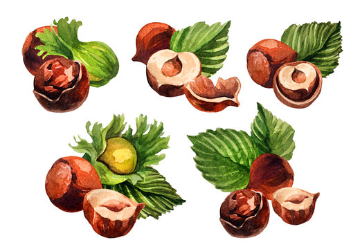 Hazelnut. Hand drawn watercolor painting nut on white background. Watercolor illustration of hazelnut.