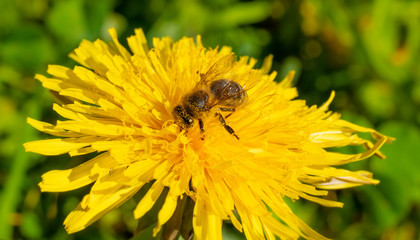 Biene auf Löwenzahnblüte im Frühling