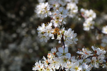 cherry tree blossom