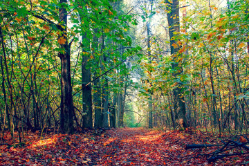 Autumn forest on a sunny day. Autumn in the park.