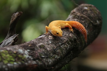 The common leopard gecko is a cathemeral, ground-dwelling lizard native to the rocky dry grassland and desert regions of Afghanistan, Pakistan, north-west India, and Iran.