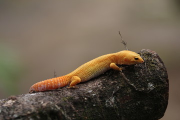 The common leopard gecko is a cathemeral, ground-dwelling lizard native to the rocky dry grassland and desert regions of Afghanistan, Pakistan, north-west India, and Iran.