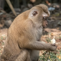 Monkey with a piece of banana in his paw