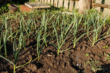 Green garlic grows on a bed in a garden.