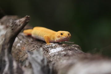 The common leopard gecko is a cathemeral, ground-dwelling lizard native to the rocky dry grassland and desert regions of Afghanistan, Pakistan, north-west India, and Iran.