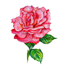 Illustration painted rose on an isolated white background