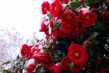 満開の椿と積雪