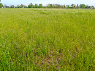 Rural green grass field background
