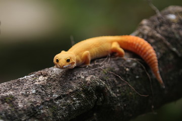 The common leopard gecko is a cathemeral, ground-dwelling lizard native to the rocky dry grassland and desert regions of Afghanistan, Pakistan, north-west India, and Iran.