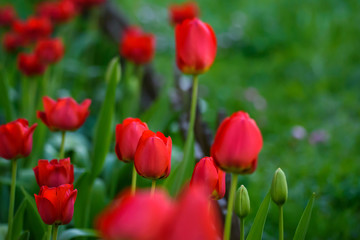 Selective focus photo. Red tulip flowers at flower bed in garden. Spring season.