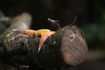 The common leopard gecko is a cathemeral, ground-dwelling lizard native to the rocky dry grassland and desert regions of Afghanistan, Pakistan, north-west India, and Iran.