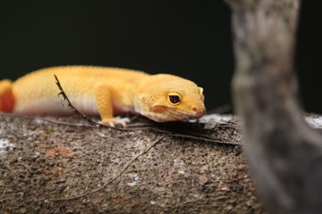 The common leopard gecko is a cathemeral, ground-dwelling lizard native to the rocky dry grassland and desert regions of Afghanistan, Pakistan, north-west India, and Iran.