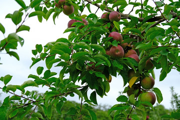Gala Apples