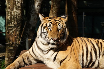 lazy tiger after breakfast posing in the sun