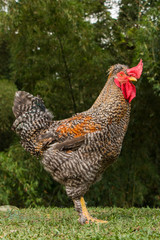 rooster  on the farm. farm animal standing on the grass. farm food production. production animals for the food supply of the home. Farm birds for meat consumption.