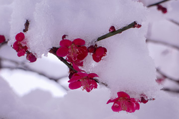 梅の花と積雪