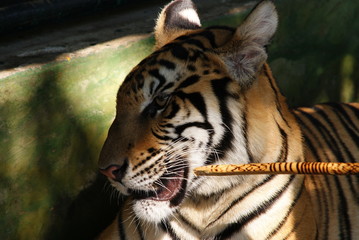 lazy tiger after breakfast posing in the sun