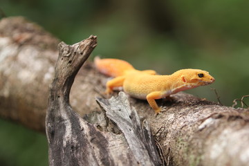 The common leopard gecko is a cathemeral, ground-dwelling lizard native to the rocky dry grassland and desert regions of Afghanistan, Pakistan, north-west India, and Iran.