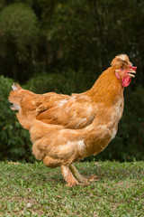 chicken on the farm. production animals for the food supply of the home. Farm birds for meat consumption.