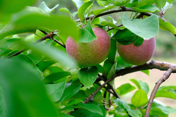 Gala Apples