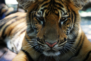 lazy tiger after breakfast posing in the sun