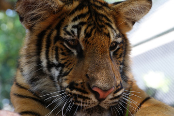 lazy tiger after breakfast posing in the sun