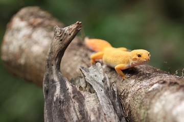 The common leopard gecko is a cathemeral, ground-dwelling lizard native to the rocky dry grassland and desert regions of Afghanistan, Pakistan, north-west India, and Iran.