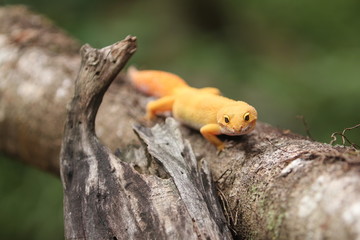The common leopard gecko is a cathemeral, ground-dwelling lizard native to the rocky dry grassland and desert regions of Afghanistan, Pakistan, north-west India, and Iran.