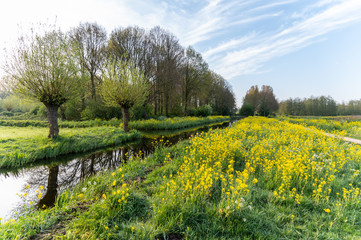 Rural view over a field of bright yellow rapeseed flowers with perspective lines of a ditch, path...
