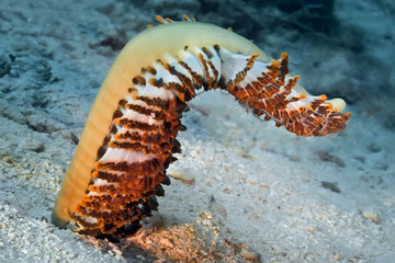 A large Feather Sea Pen ( Sarcoptilus grandis ) too heavy to hold it's self upright. Philippines.